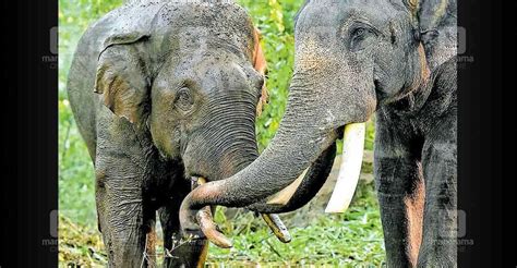 kumki elephants|kerala elephant news.
